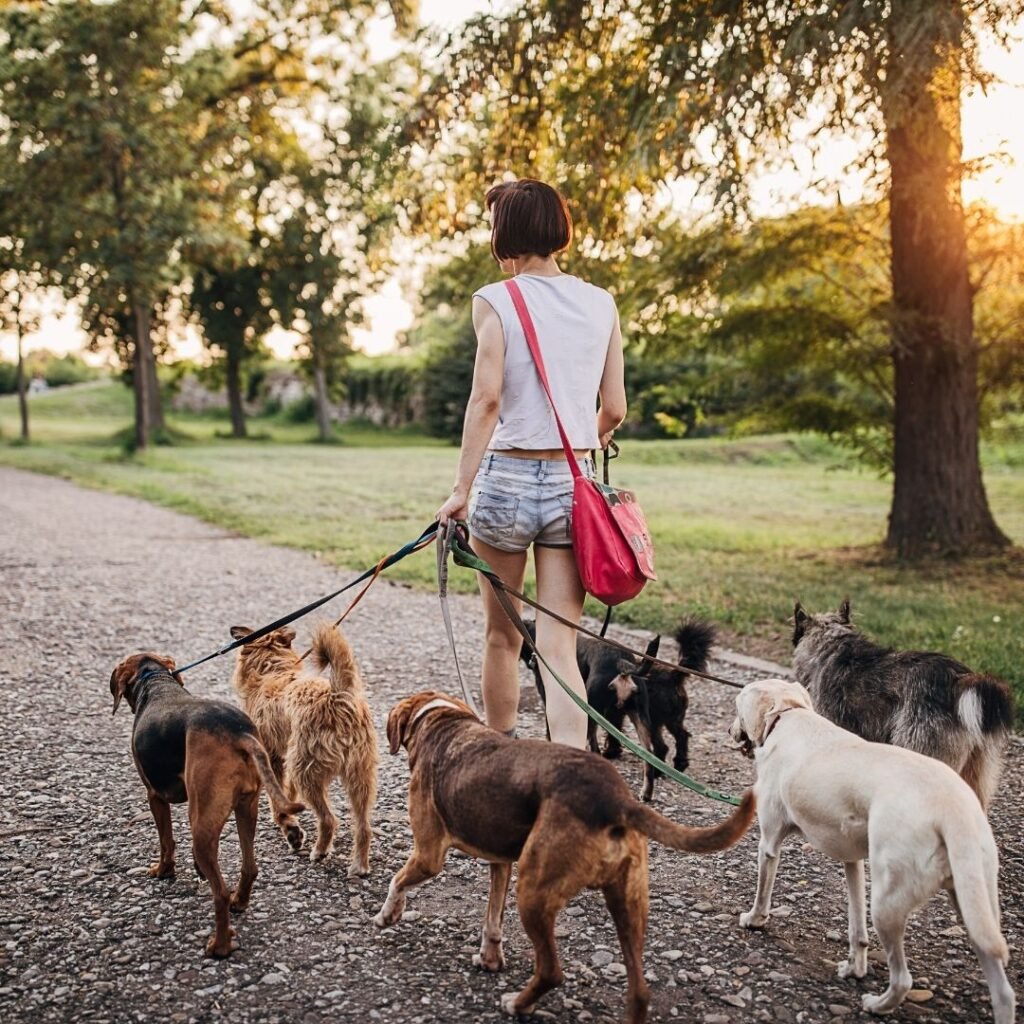 dog-walking-1 Nesta Sites Web Design Dog Walking,SEO,Leads,Web Design