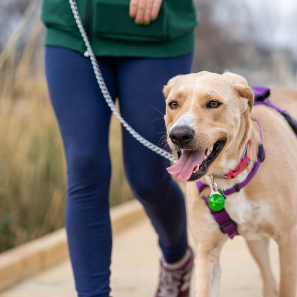 dog-walking-2 Nesta Sites Web Design Dog Walking,SEO,Leads,Web Design