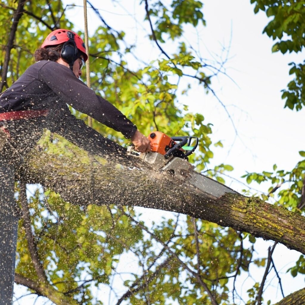 tree-service-1 Nesta Sites Web Design Tree Services,SEO,Leads,Web Design